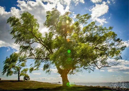 Ein großer Baum vor einer sonnigen Landschaft mit Wolken und Wasser im Hintergrund.